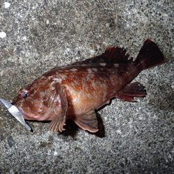 ライトワインドで爆釣の夜♪